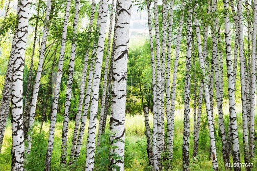 Bild på Summer in sunny birch forest
